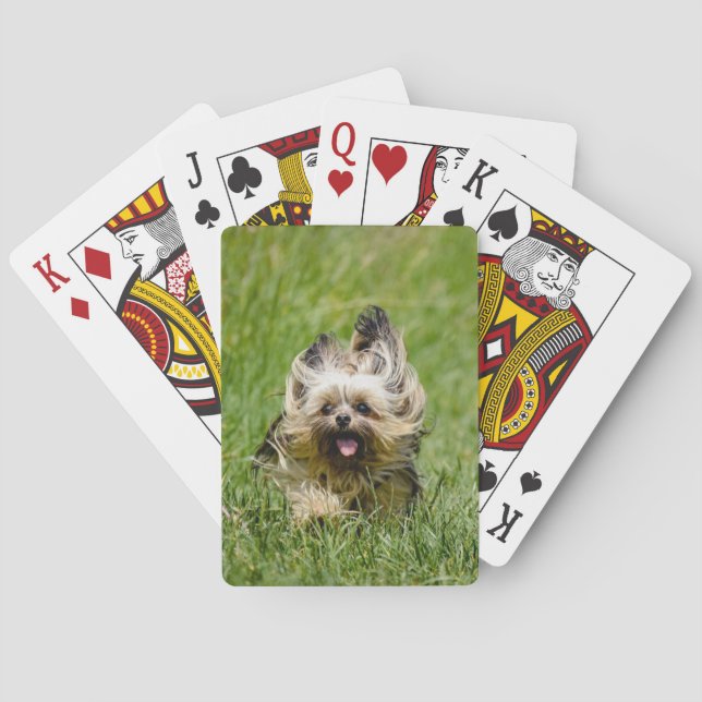 Söt Yorkshire Terrier som springer genom gräs Casinokort (Baksidan)