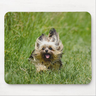 Söt Yorkshire Terrier som springer genom gräs Musmatta