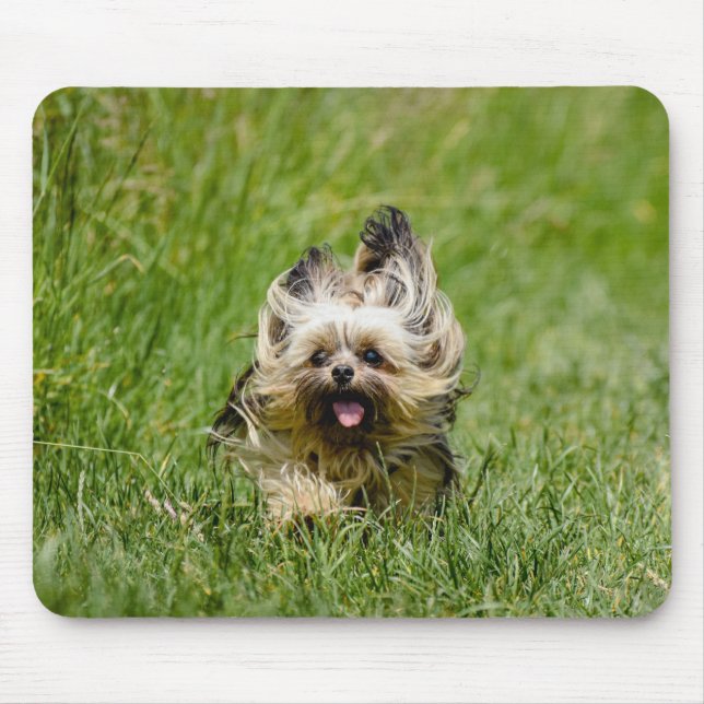 Söt Yorkshire Terrier som springer genom gräs Musmatta (Framsidan)