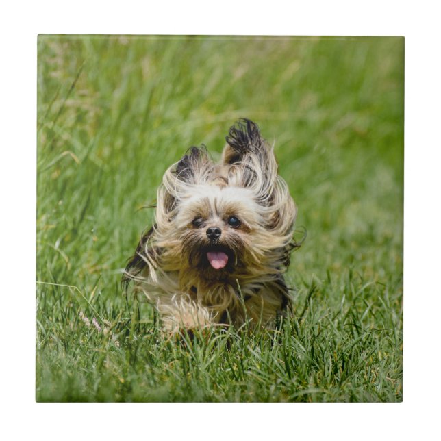 Söt Yorkshire Terrier som springer genom gräset Kakelplatta (Framsidan)