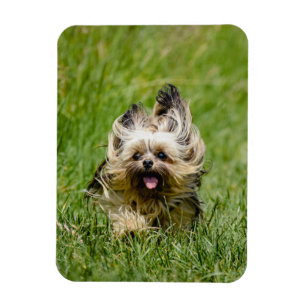 Söt Yorkshire Terrier springer genom gräset Magnet