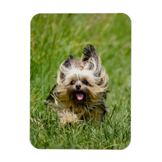 Söt Yorkshire Terrier springer genom gräset Magnet