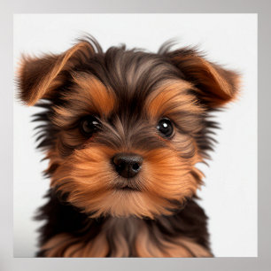 Söt Yorkshire Terrier Valp Hund Porträtt Poster