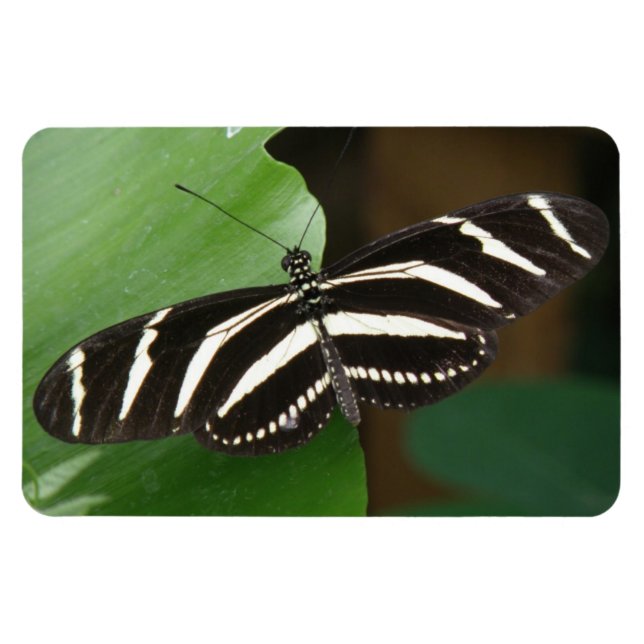 Söt Zebra Longwing Butterfly Flexi Magnet (Horisontell)