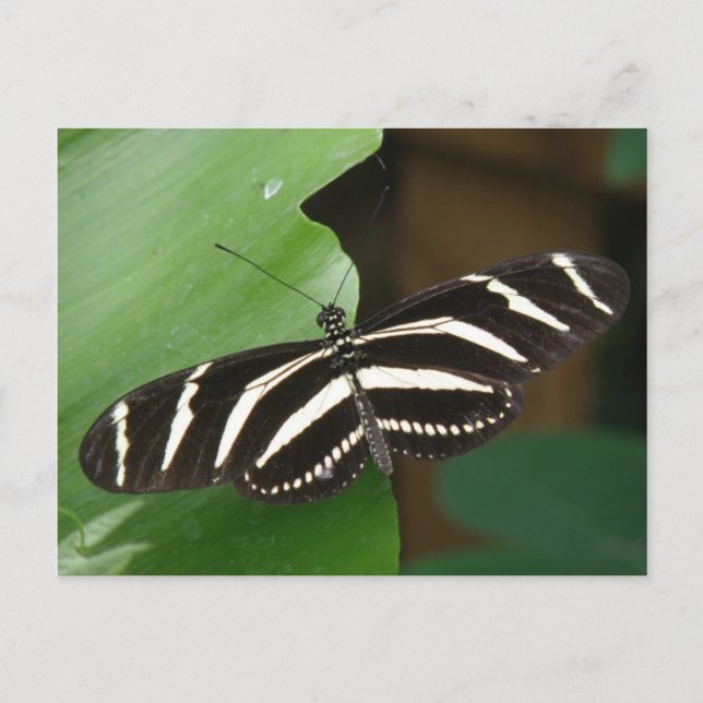 Söt Zebra Longwing Butterfly Postcard Vykort (Framsida)