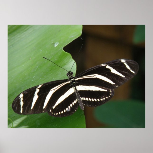Söt Zebra Longwing Butterfly Print Poster (Framsidan)
