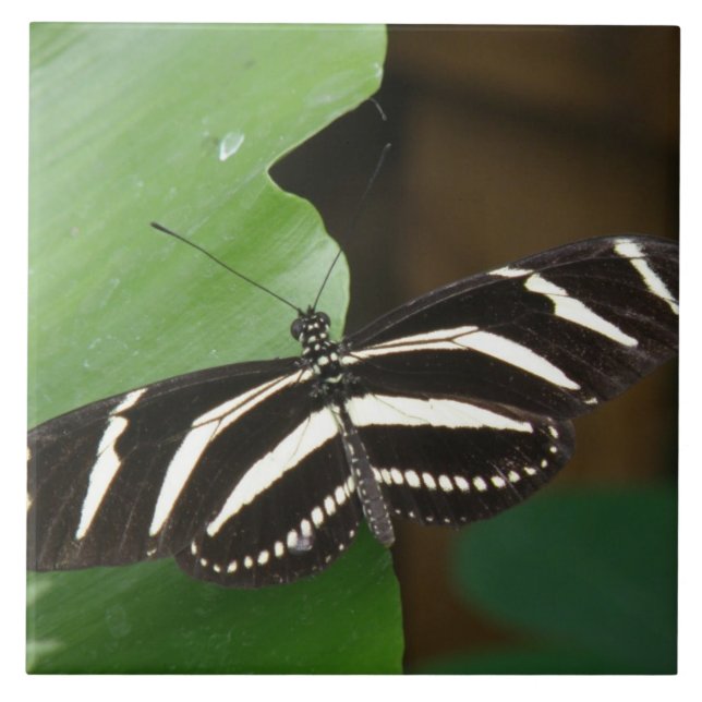 Söt Zebra Longwing Butterfly Tile Kakelplatta (Framsidan)