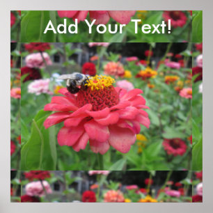 Söt Zinnia med bi Poster