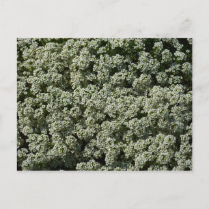 Söta Alyssum Blommor Vit Blomning Vykort