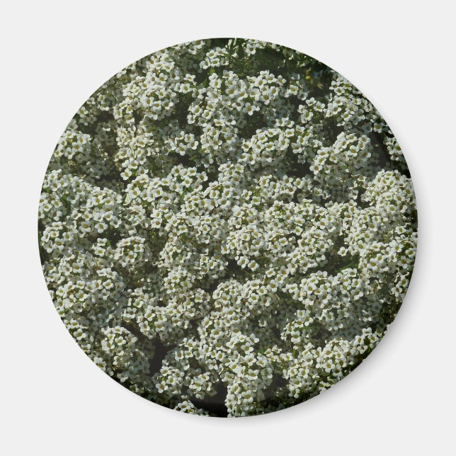 Söta Alyssum Blommor Vita Blommor Magnet (Framsidan)