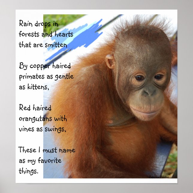 Söta animaliska favoriter poster (Framsidan)