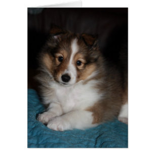 Söta Ansikte Sheltie (Shetland Sheepdog) Puppy Hälsningskort