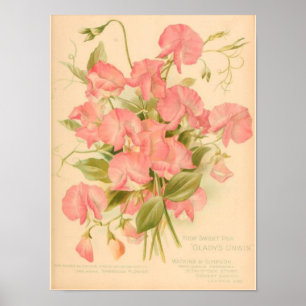Söta ärtablommor poster