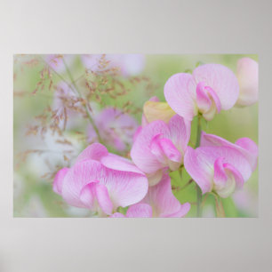 Söta ärtblommor Seabeck, WA Poster
