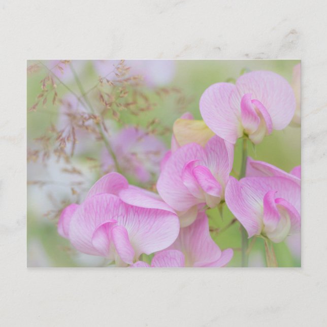 Söta ärtblommor | Seabeck, WA Vykort (Framsida)