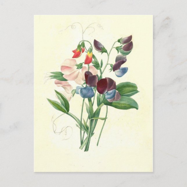 Söta ärter av Pierre-Joseph Redouté Vykort (Framsida)