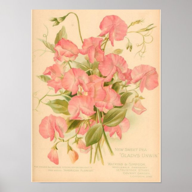 Söta ärter Blommor Poster (Framsidan)