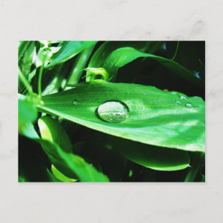 Söta ärter och regn vykort