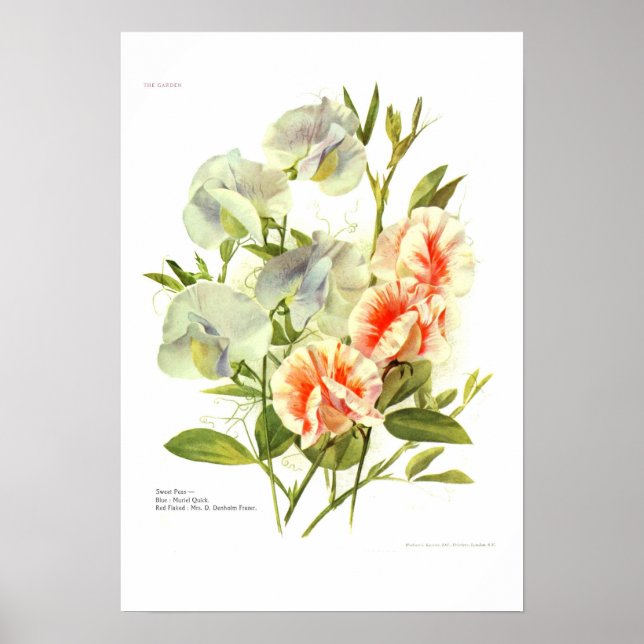 Söta ärter poster (Framsidan)