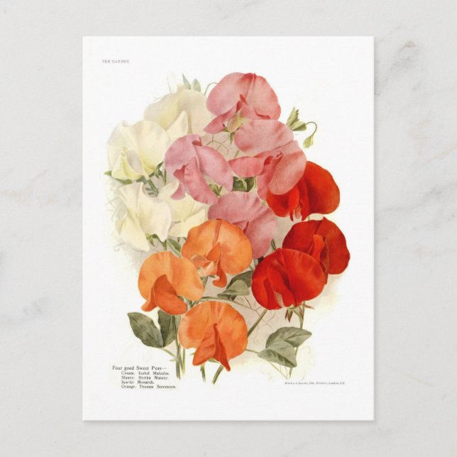 Söta ärter vykort (Framsida)