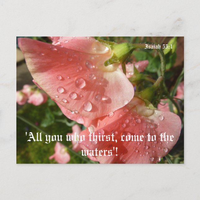 Söta ärter vykort (Framsida)