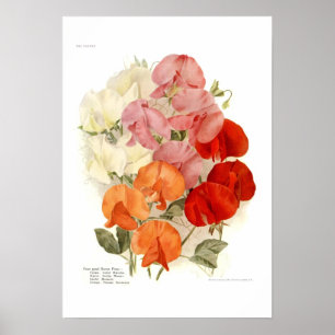 Söta ärtor poster