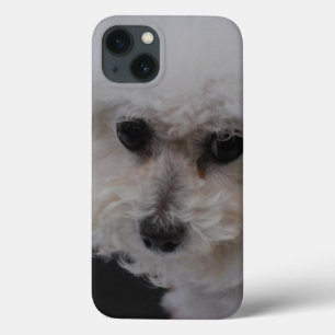 Söta Bichon Frise
