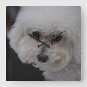 Söta Bichon Frise Fyrkantig Klocka