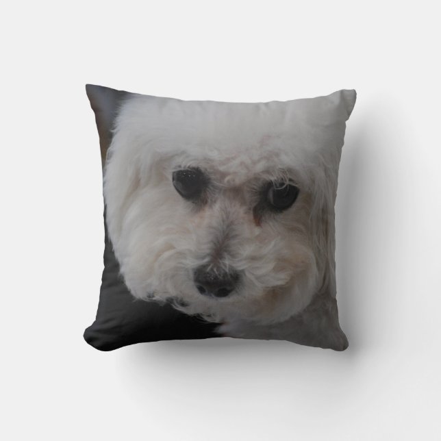 Söta Bichon Frise Kudde (Framsida)