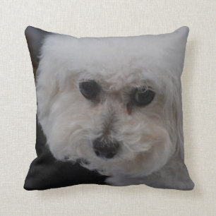 Söta Bichon Frise Kudde