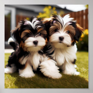 Söta Biewer Terrier-valpar Poster