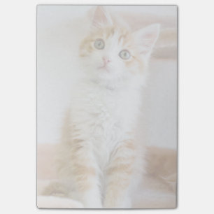 Söta blå Eyed Kattunge Post-it Block