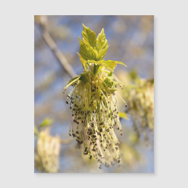 Söta blad på vårfoto (Framsida)