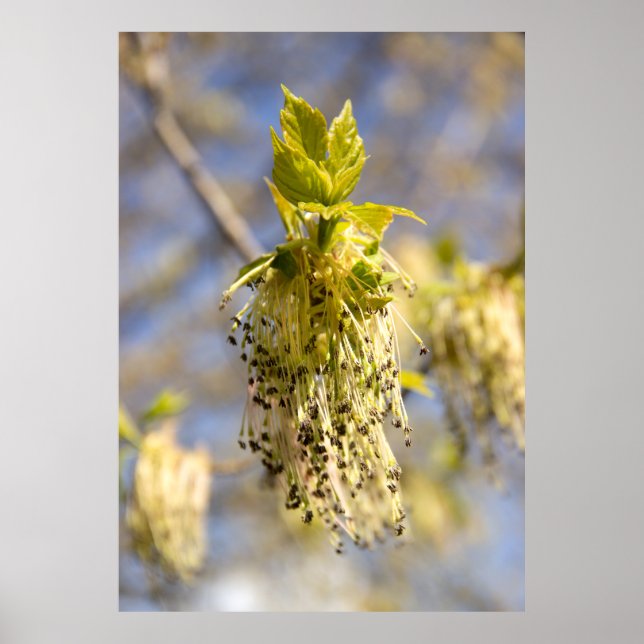 Söta blad på vårfoto poster (Framsidan)