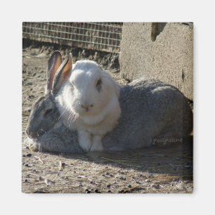 Söta bunnier magnet