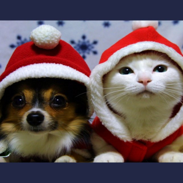 Söta Djur Vykort (Skapare uppladdad)