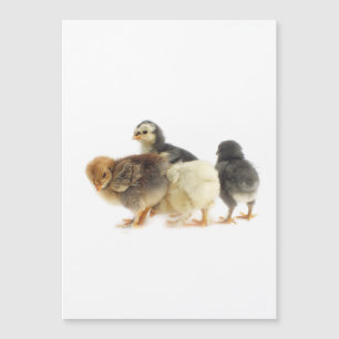 Söta fluffa chickar