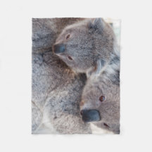 Söta Fluffiga Grå Koalor