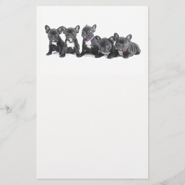 Söta franska bulldoggvalpar flygblad (Framsidan)