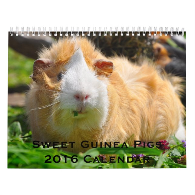 Söta Guinea Grisar 2016 Kalender (Omslag)