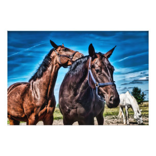Söta hästar Brown-Black White Hors Ranch, Paddock Fototryck