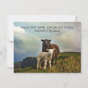Söta irländska får - Irland Resa Vykort
