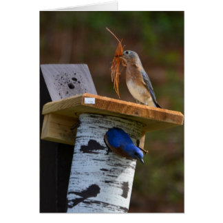 Söta kapslade bluebirds hälsningskort