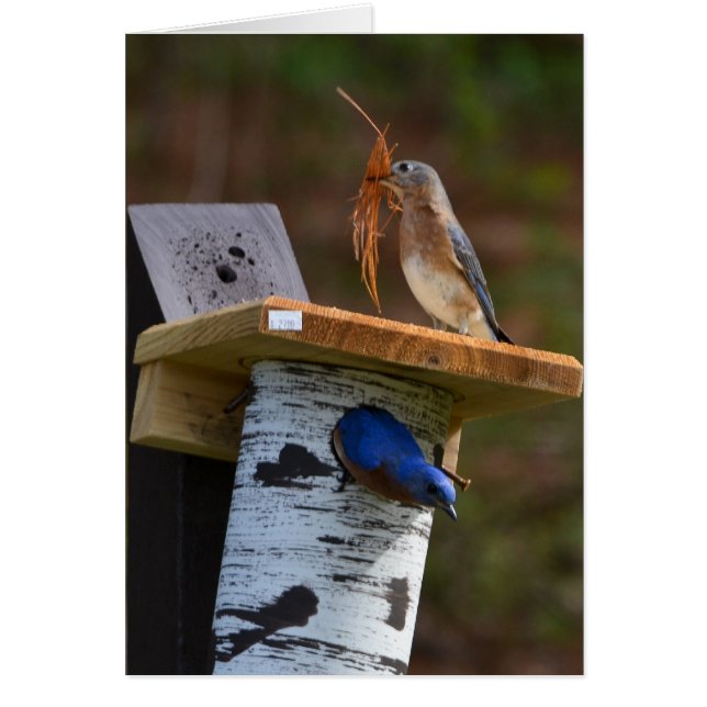 Söta kapslade bluebirds hälsningskort (Framsidan)