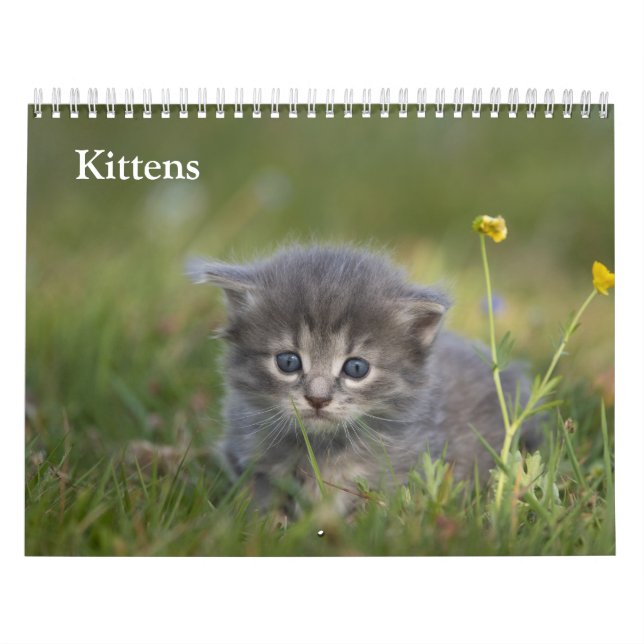 Söta Katter 2027 Kalender (Omslag)