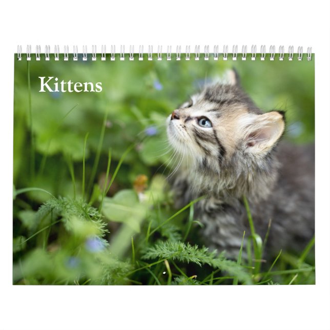 Söta Katter 2027 Kalender (Omslag)