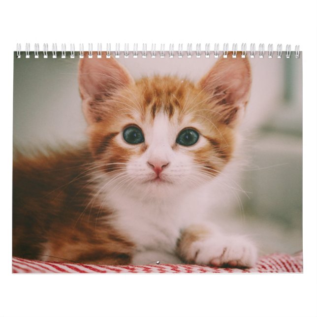 Söta Katter Enkla Moderna Kalender (Omslag)