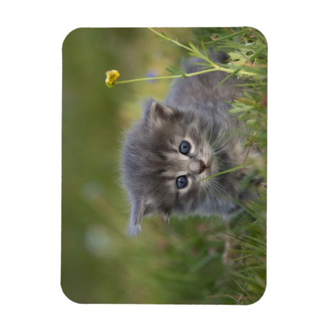 Söta Katter Magnet (Vertikal)