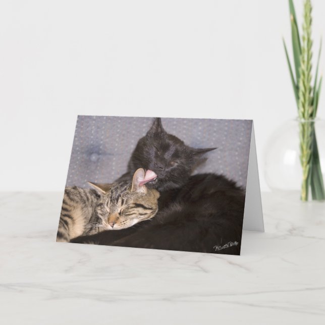 Söta Kattungar Fotografi Saknar Dig Mall (Framsida)