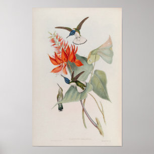 Söta kolibrier Florisuga Mellivora - John Gould Poster
